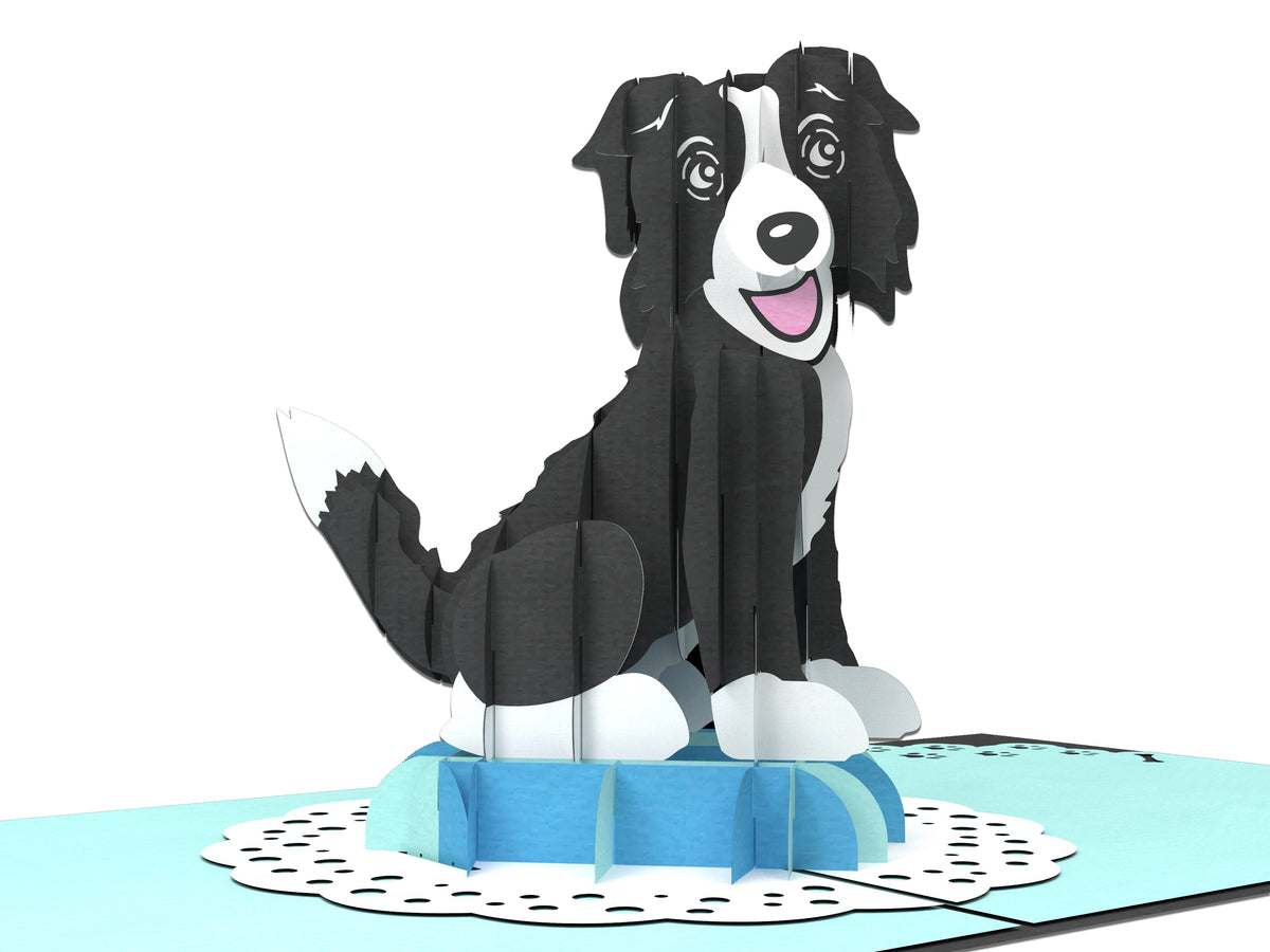 Male Border Collie Pop-Up Card