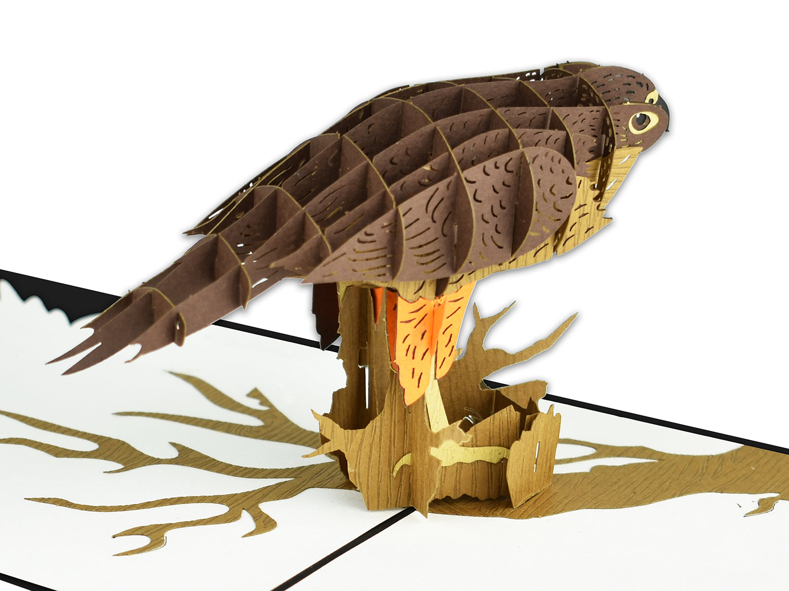 New Zealand Falcon 3D Creative Pop Up Card - close up